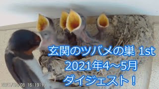 玄関のツバメの巣1st 2021年4～5月ダイジェスト！