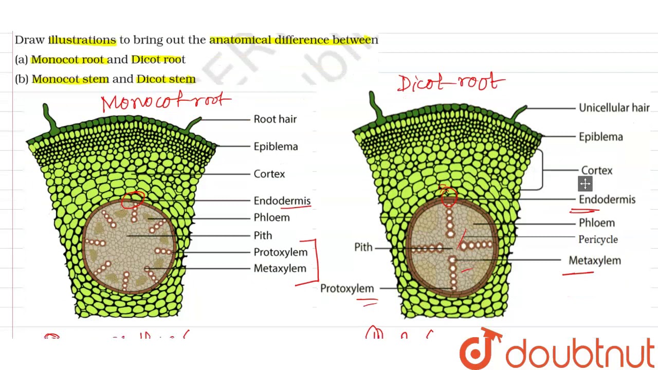 Monocot Vs Dicot Stem Cross Section