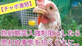 【チャボ激怒】抱卵期突入を強制阻止したら、三色碁石チャボが本気で怒りました！