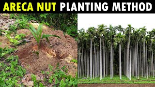 Areca nut Planting Method | Betel nut Planting  Method