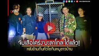 จับเสือโคร่ง'บะลาโกล'ได้แล้ว! หลังข้ามถิ่นหิวโซกินหมูชาวบ้าน