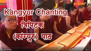 Bodhi TV : News : Tripitaka Chanting started at  Padmavarna Mahayana Vihara