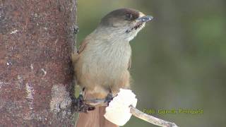 LAVSKRIKA  Siberian Jay  (Perisoreus infaustus)  Klipp - 207