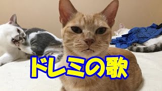 「ドレミの歌」歌いながら動いてみると楽しい！