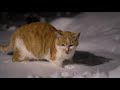 신비한 샘과 턱시도 고양이 물이 영하 20도에도 얼지 않아요. cat s fountain that doesn t freeze no matter how cold it is