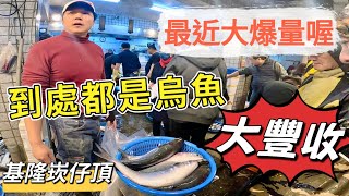 基隆崁仔頂~最近大爆量喔～到處都是滿滿的烏魚（烏魚大豐收）深夜糶手拍賣113/12/28(凌晨二點）