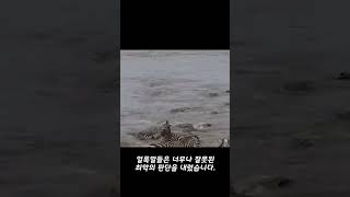 겁도없이 악어의 영역에 들어간 얼룩말의 끔찍한 최후