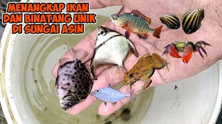 MENANGKAP IKAN UNIK DISUNGAI AIR ASIN