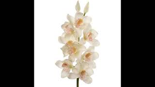 Cymbidium Orchid Stem