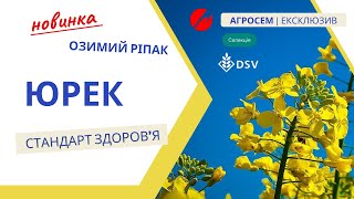 Огляд гібрида ЮРЕК від DSV: висока врожайність та адаптивність 🌱