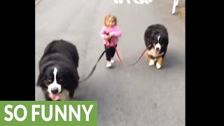 Tiny toddler expertly walks two huge dogs