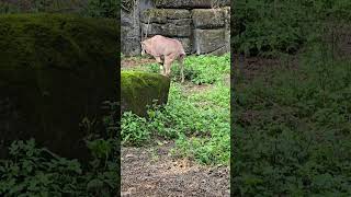 東非劍羚Beisa Oryx/Taipei Zoo