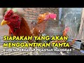 7 HARI PASCA KEPERGIAN PEJANTAN WANGKAS ADITYA FARM 99