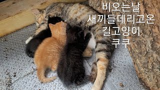 장마가 시작되자 숨겨놨던 새끼들 물고온 길고양이