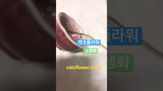 캣츠플라워 야생화 입니다