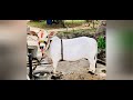 ਦੁਨੀਆਂ ਦੀ ਸਭ ਤੋਂ ਛੋਟੇ ਕੱਦ ਵਾਲੀ ਗਾਂ world s smallest cow punganur cow दुनिया की सबसे छोटी गाय ep 02