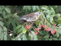 fieldfare and berry