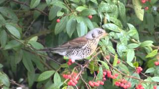 fieldfare and berry!