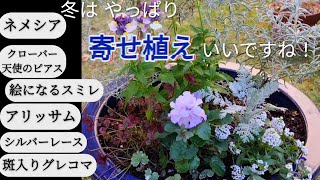 冬に寄せ植えしました(⁠•⁠‿⁠•⁠)シルバー、白系にパープルの花で  清楚に…(⁠ ⁠ꈍ⁠ᴗ⁠ꈍ⁠)