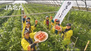 【博多のトマト】/  甘みと酸味のバランスが最高 JA北九篇