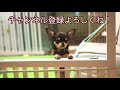 609 黒豆くんの朝ごはん【看板犬チワワ】