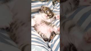 遊び疲れた子猫が、ヘソ天ポーズで眠りにつく？ #gatto #kitten #子ネコ #cat #meow