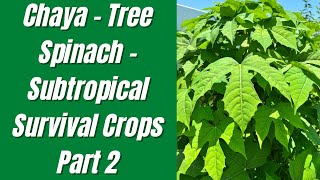 Chaya - Tree Spinach - Subtropical Survival Crops Part 2