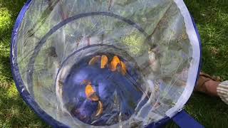 Easter Butterfly Release 2020
