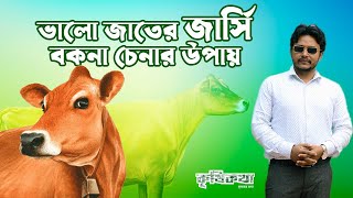 ভালো জার্সি জাতের বকনা চেনার উপায় এবং খাদ্য ব্যবস্থাপনা । How to recognize jersey calf