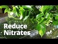 Adding Pothos to improve water quality and reduce nitrates