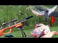 Air Rifle Pigeon Hunt Catch, Clean, and Cook