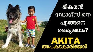 🔰 #ഭീകരൻ ഡോഗ്സ് നെ എങ്ങനെ മെരുക്കാം?? #𝙂𝙔𝙋𝙎𝙔𝙎𝙊𝙐𝙇 #𝗔𝗞𝗜𝗧𝗔 #  𝐁𝐫𝐞𝐞𝐝 𝐈𝐧𝐟𝐨𝐫𝐦𝐚𝐭𝐢𝐨𝐧 | AKITA അപകടകാരി ആണോ??