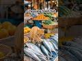 cat chef cooks delicious fish dish animal catchef kittencooking funnycats fishcathing