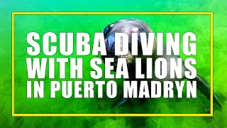 SCUBA Diving with sea lions in Punta Loma Argentina