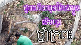 សំបកដើមល្វាជួយព្យាបាលជំងឺក្រពះពោះវៀន Fig tree bark cures gastrointestinal ailments