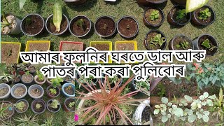 #vlog63 How to grow plants from cuttings/ ডাল আৰু পাতৰ পৰা সহজে পুলি কেনেকৈ কৰিব