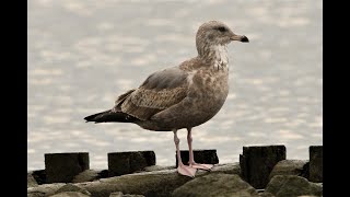 セグロカモメ　第二回冬羽と成鳥