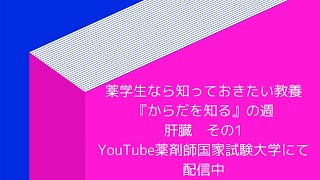 薬学生なら知っておきたい教養　22日目　肝臓の機能形態