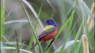 Birding a Tropical Paradise!