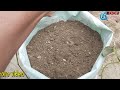 বস্থায় মৃষ্টি আলু চাষ পদ্ধতি ফলন হবে দিগুন।how to grow sweet potatoes in bag।ছাদ কৃষি