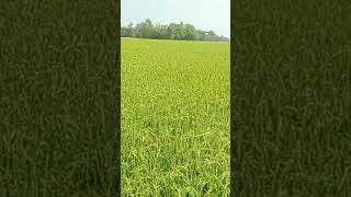 Relax With Natural | Rice Field | Dry Season Rice