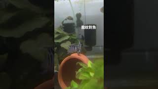 WF1龍紋對魚-16號 #龍紋 #短鯛 #對魚