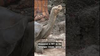 LONESOME GEORGE  -  The LONELY TURTLE  has been ALONE for 100 YEARS 😰😰😰