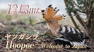 【珍鳥出た！】ヤツガシラ Rare visitors!　Hoopoe Welcome to Japan