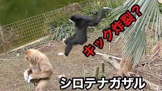 シロテナガザルの親子　じゃれあっているのかな？【伊豆シャボテン公園】Lar gibbon Izu Shaboten Park