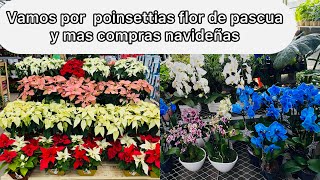 Vamos al vivero por poinsettias flor de pascua y mas compras navideñas