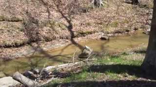 Camping at Greenbo Lake State Park Greenup, Kentucky