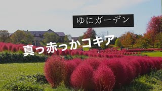 【花めぐり】真っ赤っかコキア　ゆにガーデン　Bright red Kochia  Yuni Garden