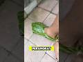 Daun kelapa di jadikan sepatu, kreatif banget orang ini #shorts #kreatif #viralvideo