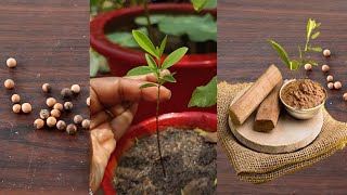 Grow Sandalwood from seed | Chandan का पौधा उगाएं बीजों से गमले में